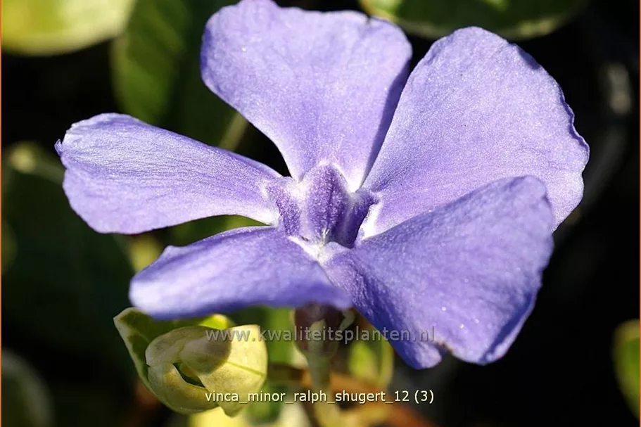 Vinca minor 'Ralph Shugert'