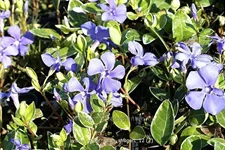 Vinca minor 'Ralph Shugert'