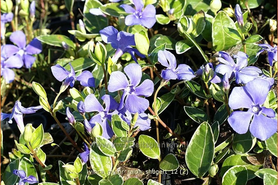 Vinca minor 'Ralph Shugert'