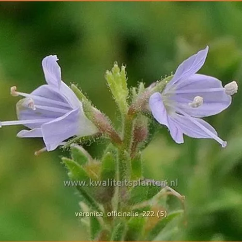 Veronica officinalis