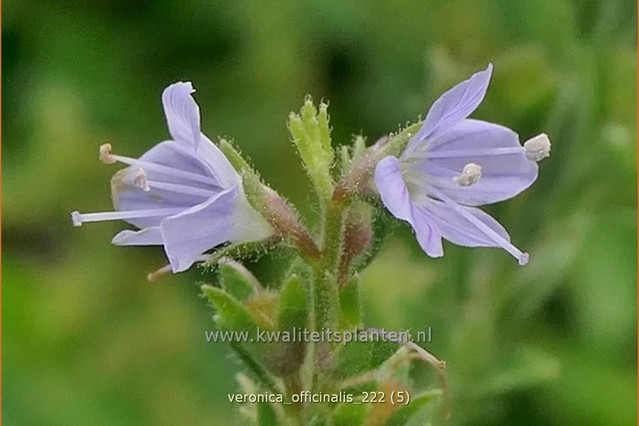 Veronica officinalis