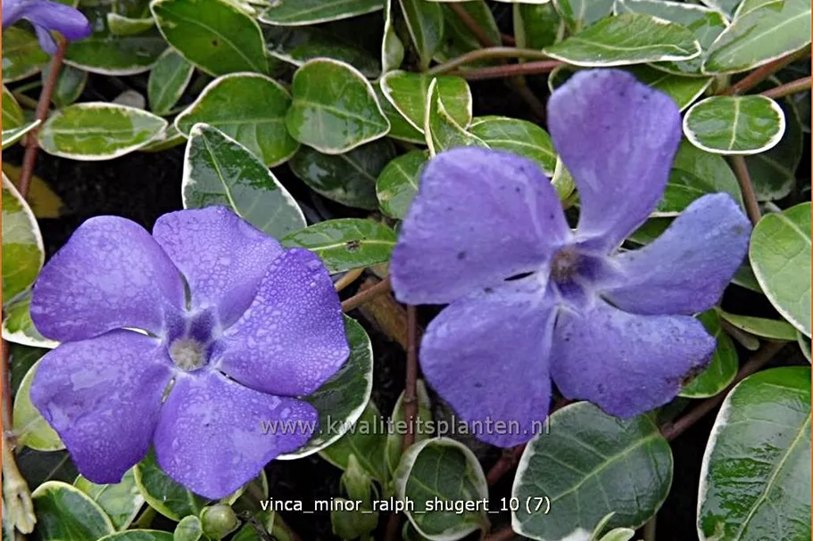 Vinca minor 'Ralph Shugert'