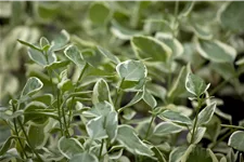 Vinca minor 'Ralph Shugert'