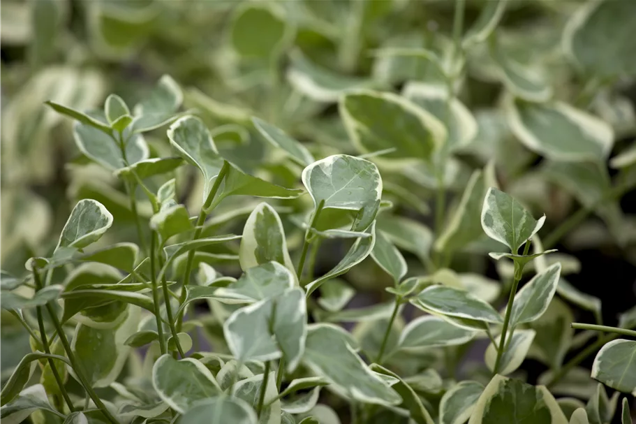 Vinca minor 'Ralph Shugert'