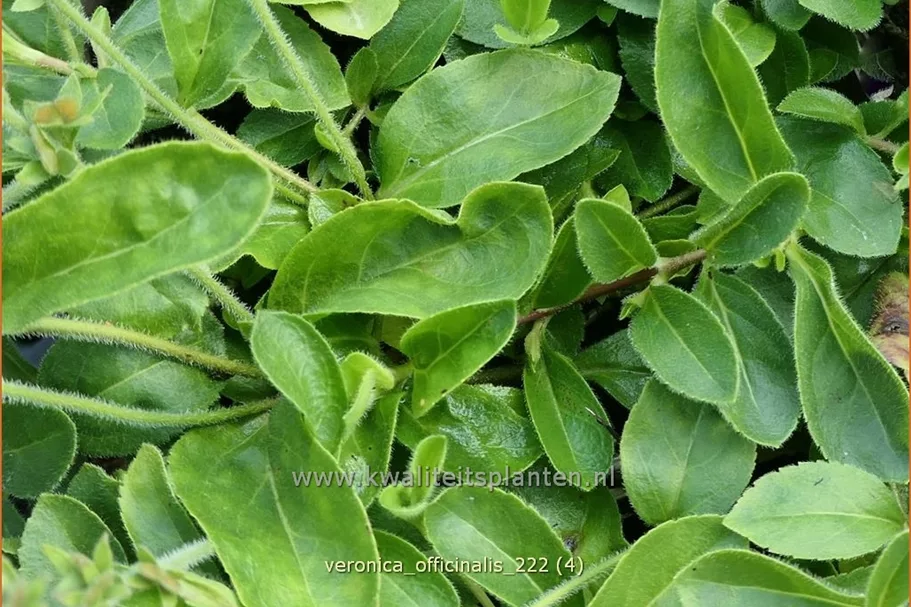 Veronica officinalis