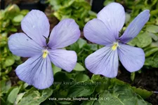 Viola cornuta 'Boughton Blue'