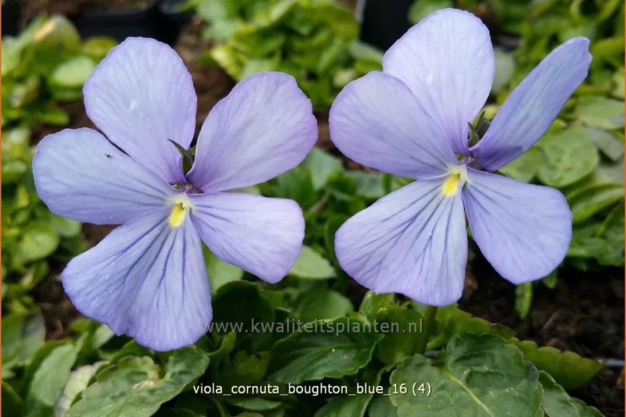 Viola cornuta 'Boughton Blue'