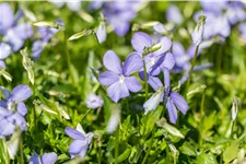 Viola cornuta 'Boughton Blue'