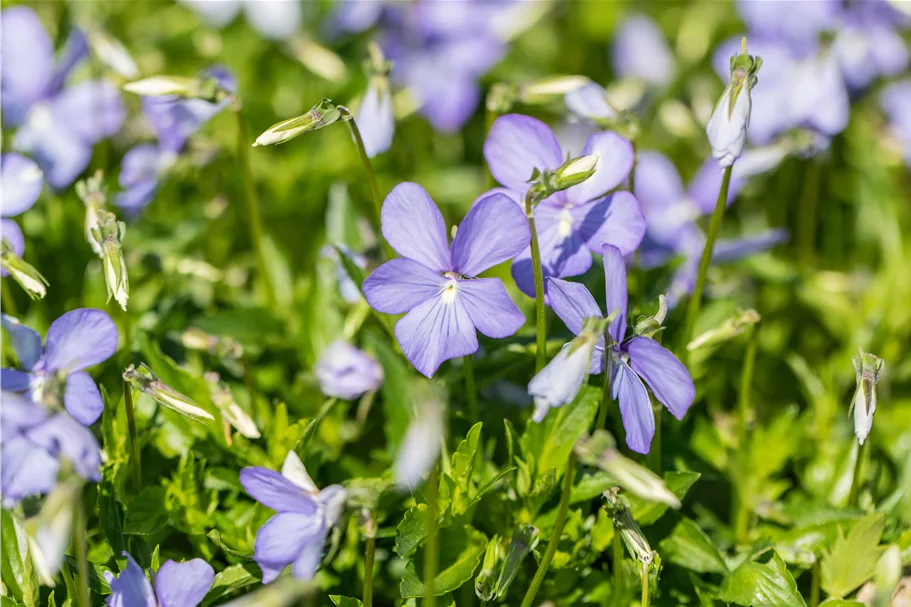 Viola cornuta 'Boughton Blue'
