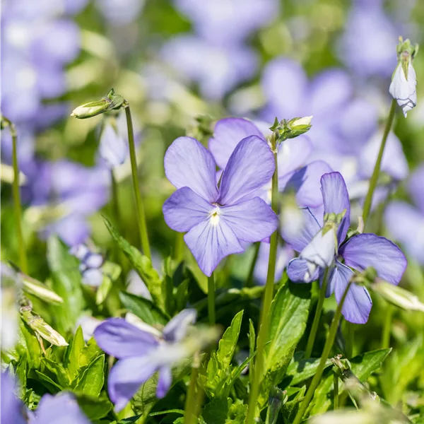 Viola cornuta 'Boughton Blue'
