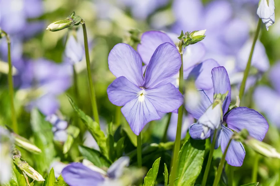 Viola cornuta 'Boughton Blue'