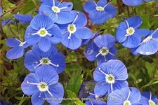 Veronica peduncularis 'Georgia Blue'