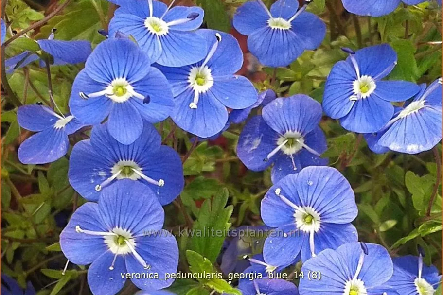Veronica peduncularis 'Georgia Blue'