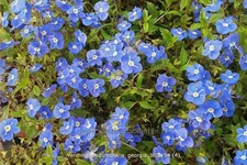 Veronica peduncularis 'Georgia Blue'