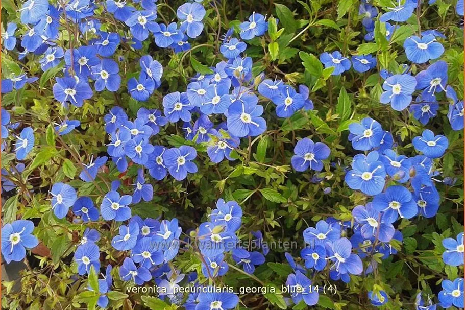 Veronica peduncularis 'Georgia Blue'
