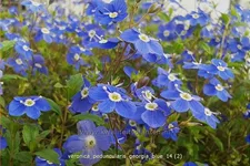 Veronica peduncularis 'Georgia Blue'
