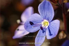 Veronica peduncularis 'Georgia Blue'