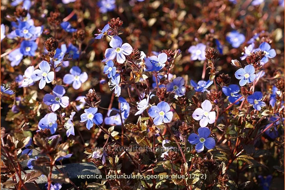 Veronica peduncularis 'Georgia Blue'