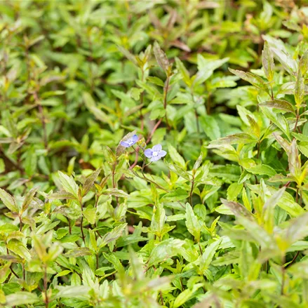 Veronica peduncularis 'Georgia Blue'
