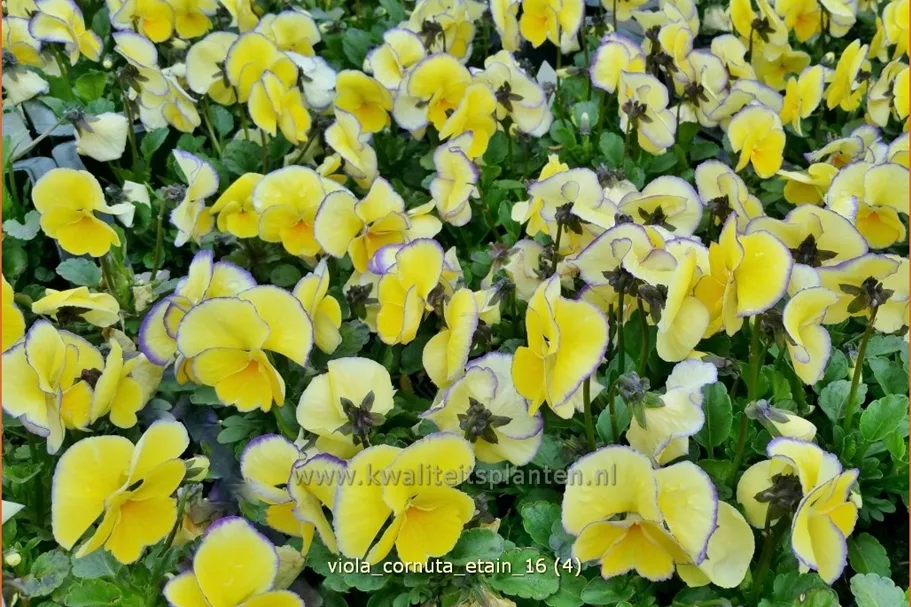 Viola cornuta 'Etain'