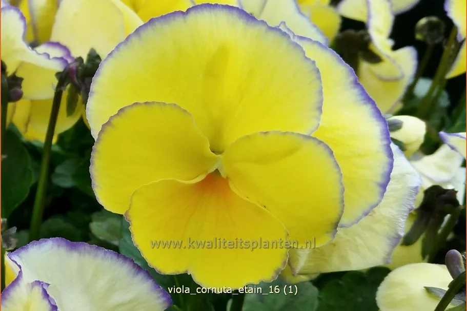 Viola cornuta 'Etain'
