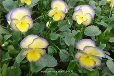 Viola cornuta 'Etain'