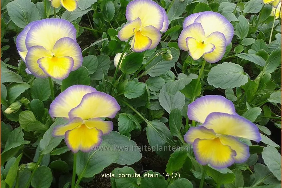 Viola cornuta 'Etain'