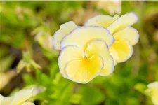 Viola cornuta 'Etain'