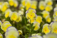 Viola cornuta 'Etain'