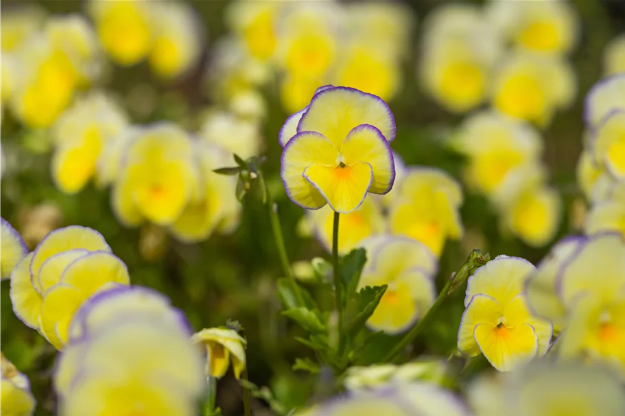 Viola cornuta 'Etain'
