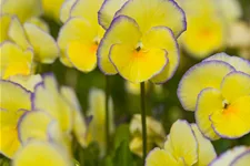 Viola cornuta 'Etain'