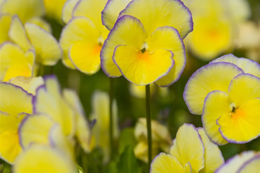 Viola cornuta 'Etain'