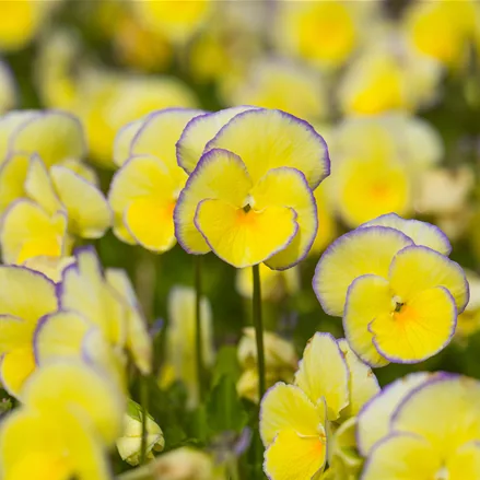 Viola cornuta 'Etain'