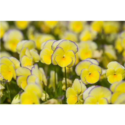 Viola cornuta 'Etain'