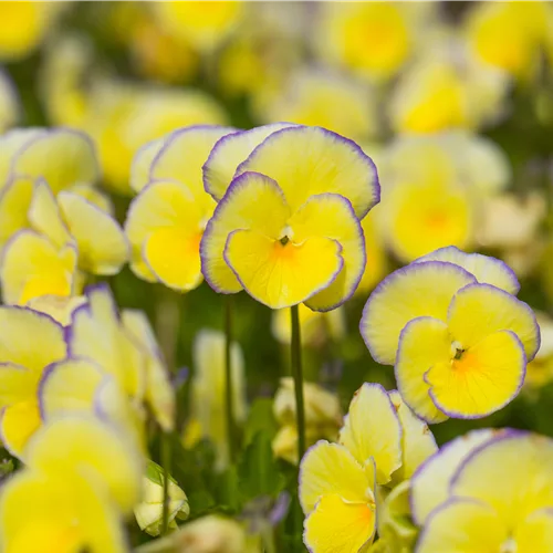 Viola cornuta 'Etain'