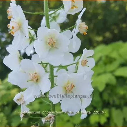 Verbascum phoeniceum 'Flush of White'