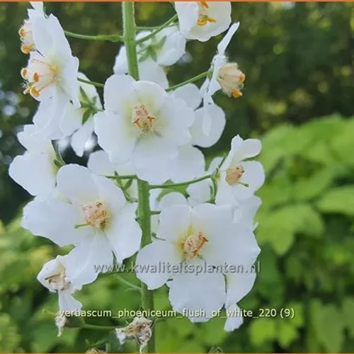 Verbascum phoeniceum 'Flush of White'