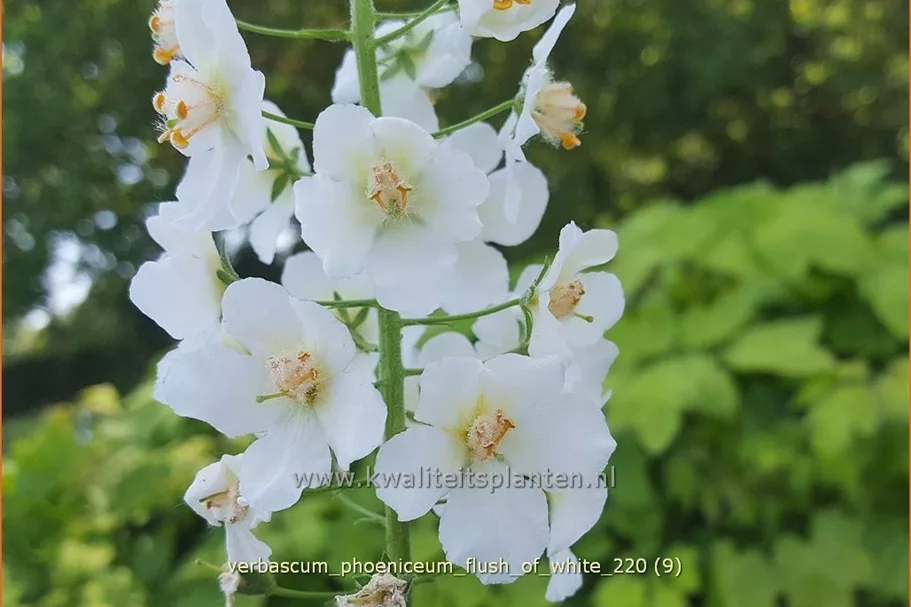 Verbascum phoeniceum 'Flush of White'