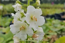 Verbascum phoeniceum 'Flush of White'
