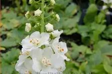 Verbascum phoeniceum 'Flush of White'