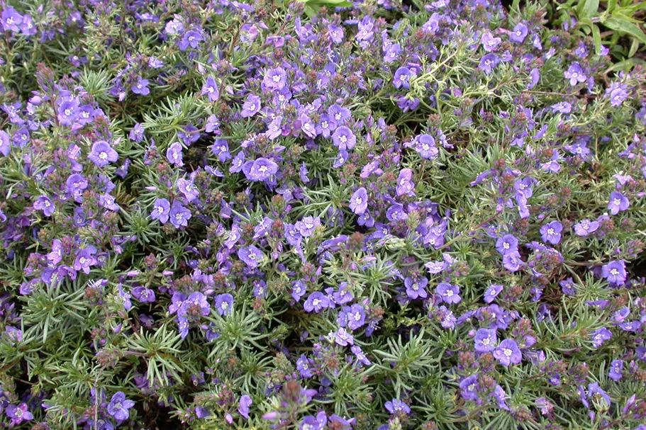 Veronica prostrata