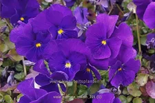 Viola cornuta 'Martin'