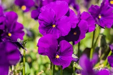 Viola cornuta 'Martin'