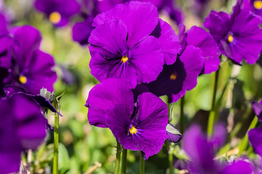 Viola cornuta 'Martin'