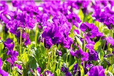 Viola cornuta 'Martin'