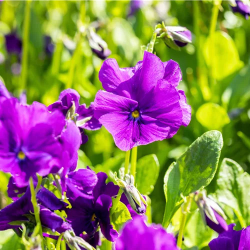 Viola cornuta 'Martin'