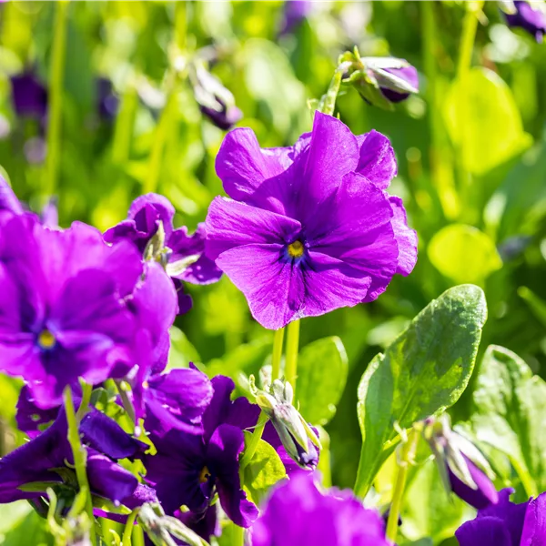 Viola cornuta 'Martin'