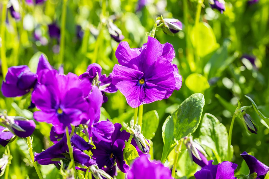 Viola cornuta 'Martin'
