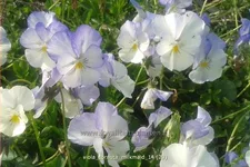 Viola cornuta 'Milkmaid'