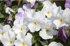 Viola cornuta 'Milkmaid'